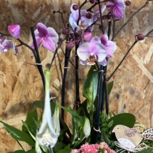 Centro de Orquídeas rosa y plantas 5 Centro de Orquídeas rosa y plantas - Imagen 2