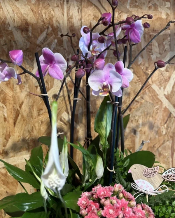 Centro de Orquídeas rosa y plantas 1 Centro de Orquideas rosa y plantas 3