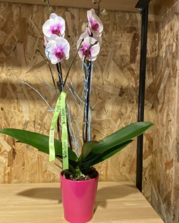 PPhalaenopsis rosácea con maceta PPhalaenopsis rosacea con maceta