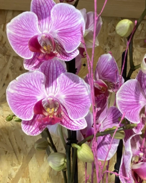 Phalaenopsis fuxia con maceta 1