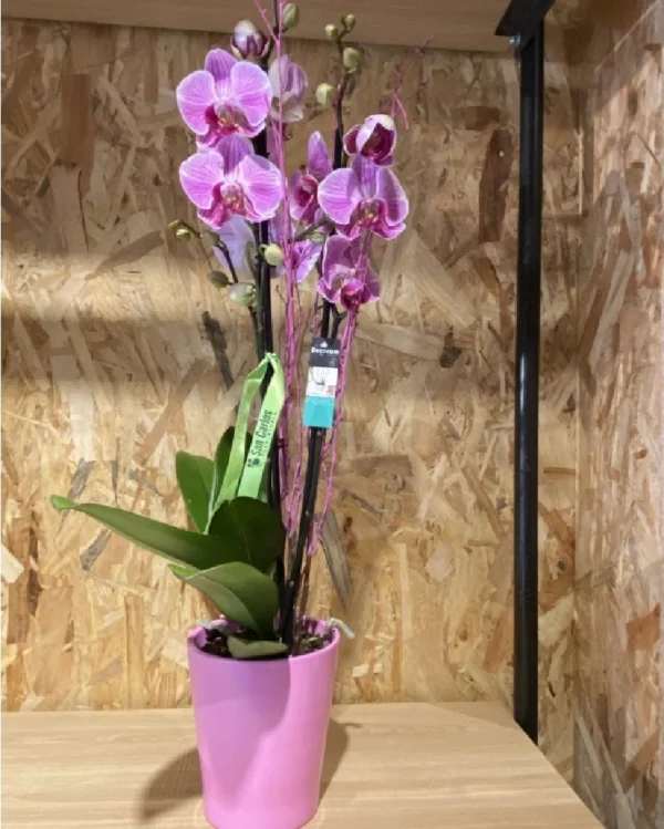 Phalaenopsis fuxia con maceta