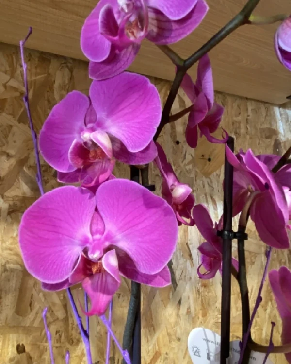 Phalaenopsis rosa con maceta 1 Phalaenopsis rosa con maceta 1