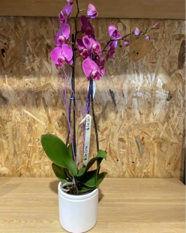 Phalaenopsis rosa con maceta Phalaenopsis rosa con maceta