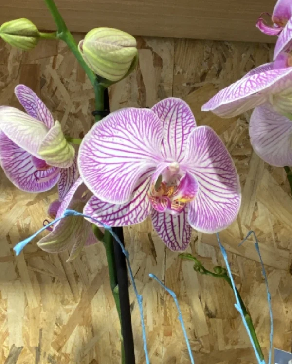 Phalaenopsis rosa jaspe con maceta. 1 Phalaenopsis rosa jaspe con maceta 1