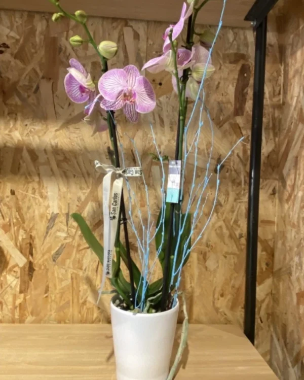 Phalaenopsis rosa jaspe con maceta Phalaenopsis rosa jaspe con maceta