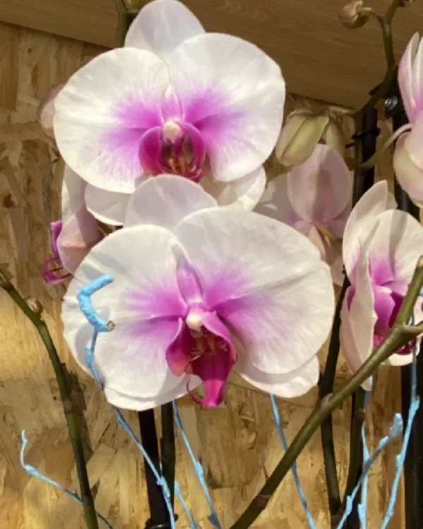 Phalaenopsis rosácea con maceta. 1 Phalaenopsis rosacea con maceta