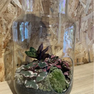 Terrarium grande o Jardín eterno. - Imagen 3