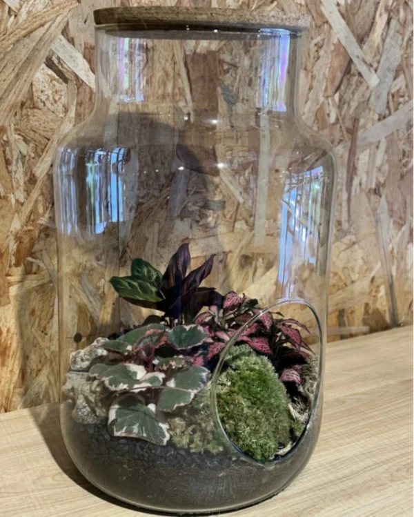 Terrarium grande o Jardin eterno 1