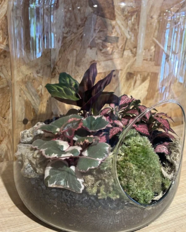 Terrarium grande o Jardin eterno 2