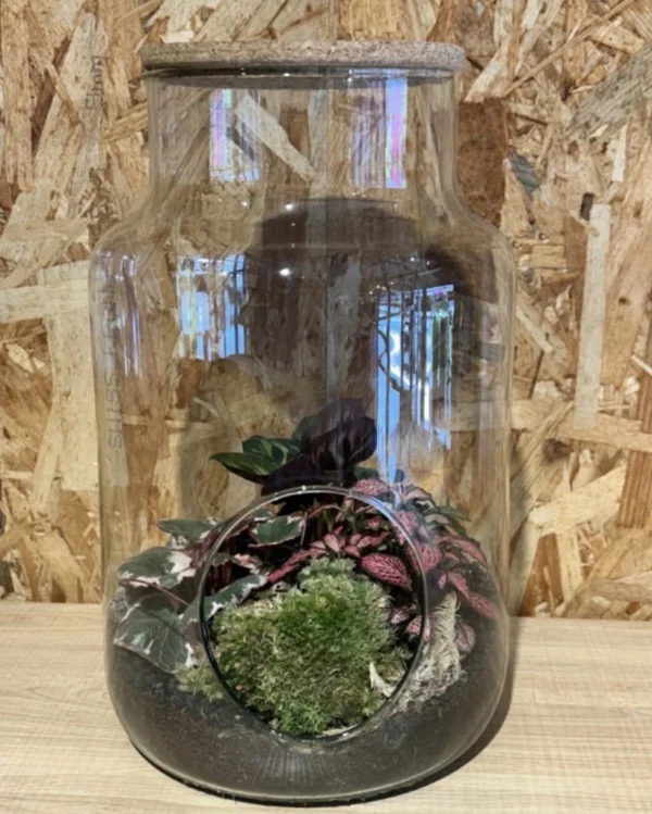 Terrarium grande o Jardin eterno