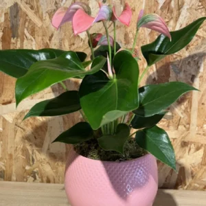 Anthurium rosa con maceta. 7 Anthurium rosa con maceta. - Imagen 4