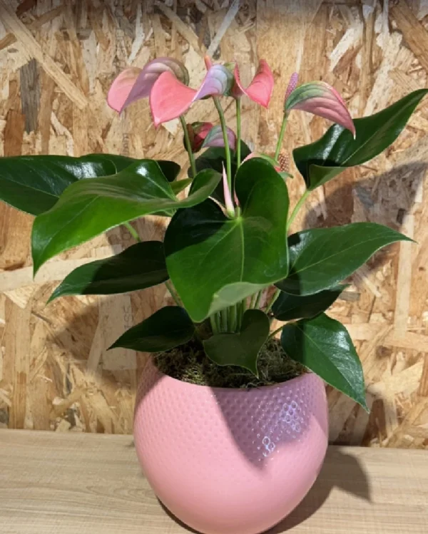 Anthurium rosa con maceta. 3 Anthurium rosa con maceta 1