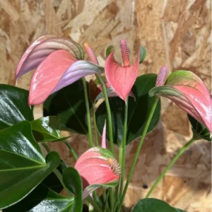 Anthurium rosa con maceta. 6 Anthurium rosa con maceta. - Imagen 3