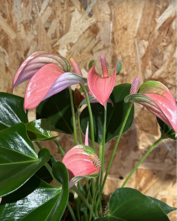 Anthurium rosa con maceta. 2 Anthurium rosa con maceta 2