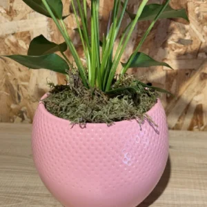 Anthurium rosa con maceta. 5 Anthurium rosa con maceta. - Imagen 2