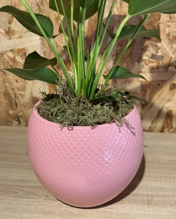 Anthurium rosa con maceta. 1 Anthurium rosa con maceta 3