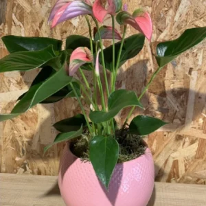Anthurium rosa con maceta. 4 Anthurium rosa con maceta. - Imagen 1
