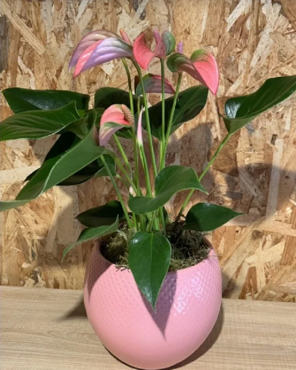 Anthurium rosa con maceta Anthurium rosa con maceta