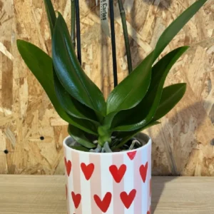 Phalaenopsis LOVE blanca con maceta. - Imagen 4