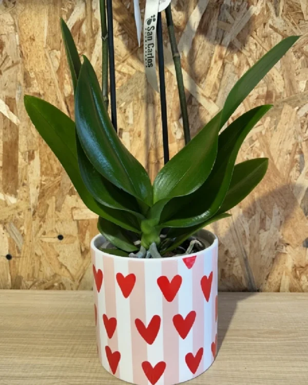 Phalaenopsis LOVE blanca con maceta 1