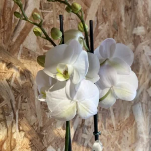Phalaenopsis LOVE blanca con maceta. - Imagen 3