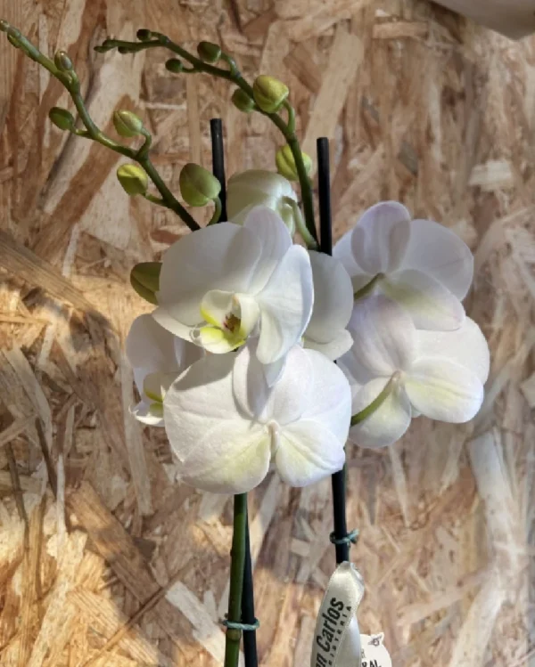 Phalaenopsis LOVE blanca con maceta 2