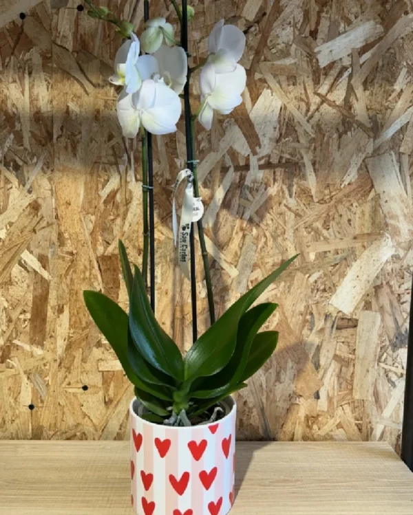 Phalaenopsis LOVE blanca con maceta 3