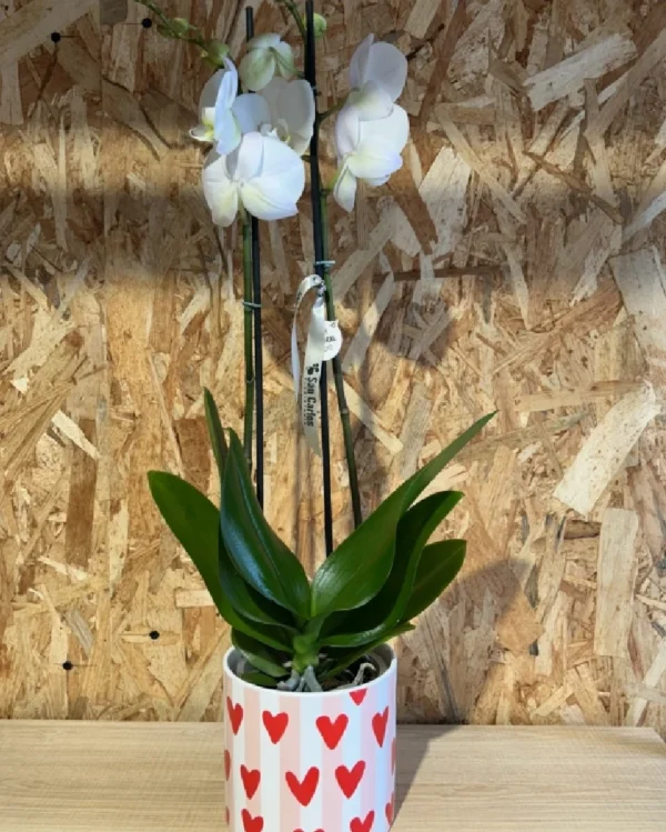 Phalaenopsis LOVE blanca con maceta