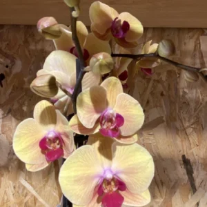 Phalaenopsis amarilla con maceta - Imagen 6