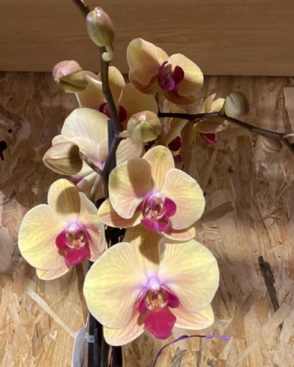 Phalaenopsis amarilla con maceta 1