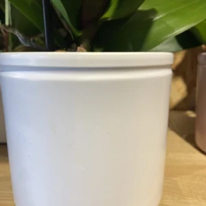 Phalaenopsis rosácea con maceta. 8 Phalaenopsis rosácea con maceta. - Imagen 3