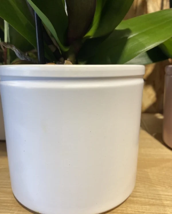 Phalaenopsis rosácea con maceta. 2 Phalaenopsis amarilla con maceta 2