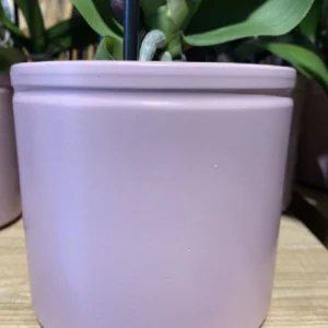 Phalaenopsis rosácea con maceta. 9 Phalaenopsis rosácea con maceta. - Imagen 4