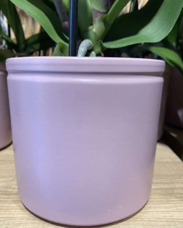 Phalaenopsis rosácea con maceta. 3 Phalaenopsis amarilla con maceta 3