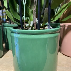 Phalaenopsis rosácea con maceta. 11 Phalaenopsis rosácea con maceta. - Imagen 6