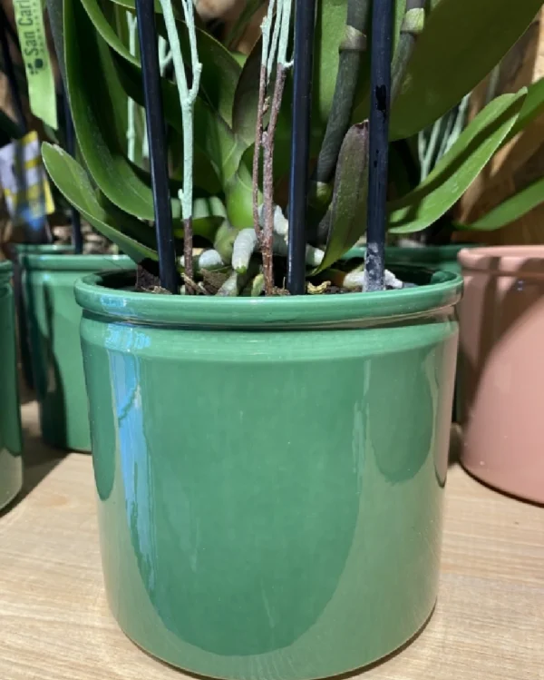 Phalaenopsis rosácea con maceta. 5 Phalaenopsis amarilla con maceta 4