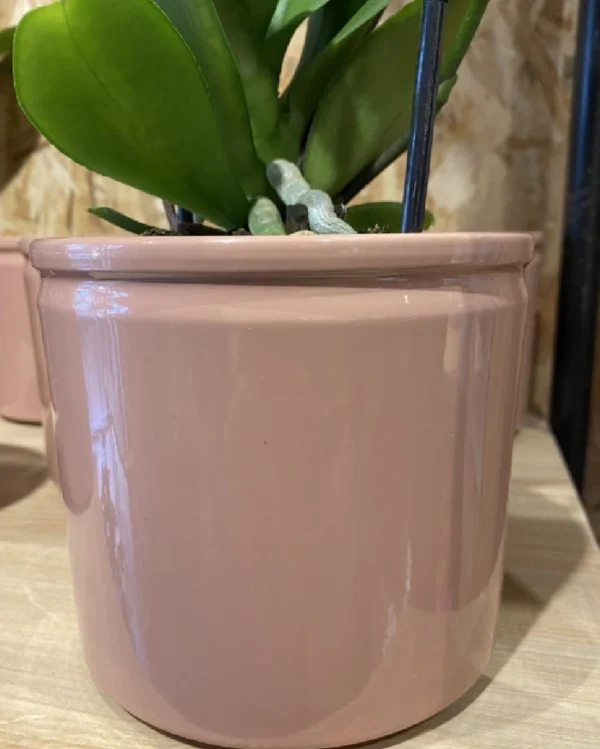 Phalaenopsis rosácea con maceta. 4 Phalaenopsis amarilla con maceta 5