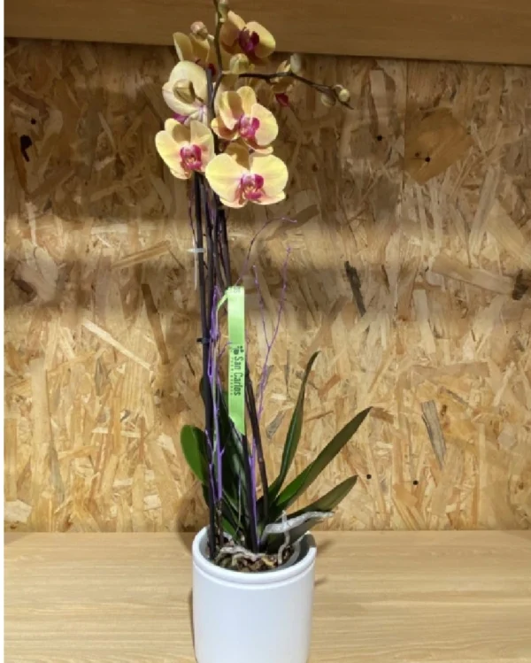 Phalaenopsis amarilla con maceta