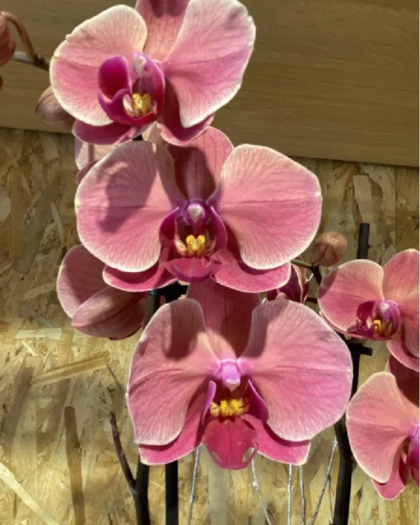 Phalaenopsis anaranjada con maceta 1 Phalaenopsis anaranjada con maceta 1