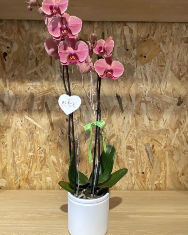 Phalaenopsis anaranjada con maceta Phalaenopsis anaranjada con maceta