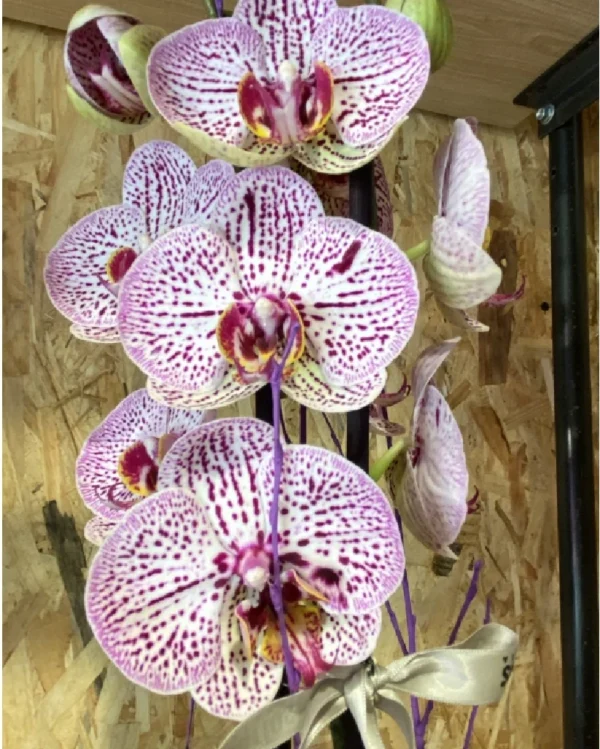 Phalaenopsis jaspe con maceta 1 Phalaenopsis jaspe con maceta 1