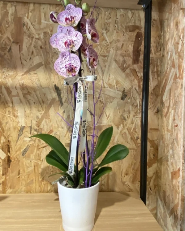 Phalaenopsis jaspe con maceta Phalaenopsis jaspe con maceta