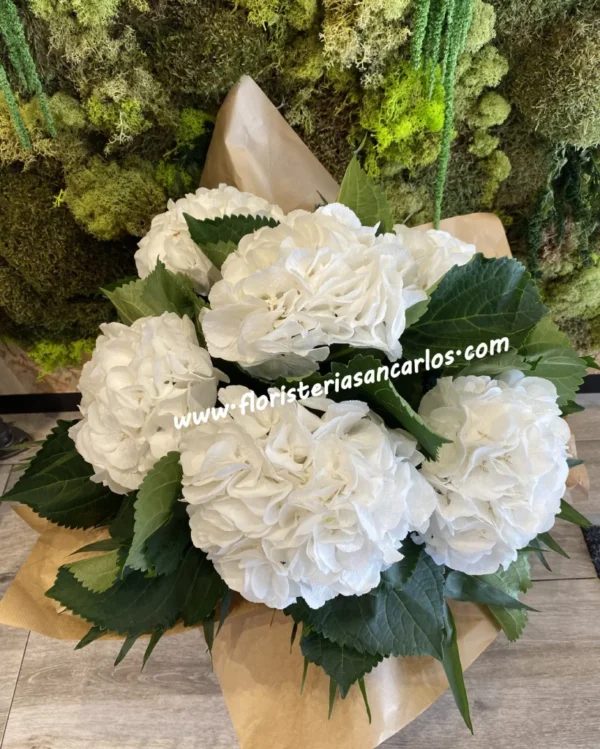 Ramo de 6 Hortensias Blancas
