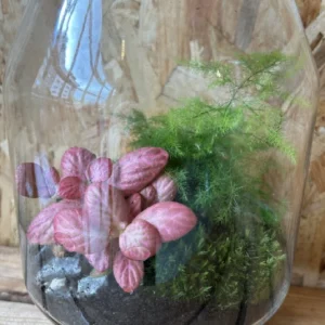 Terrarium cristal con plantas. - Imagen 5