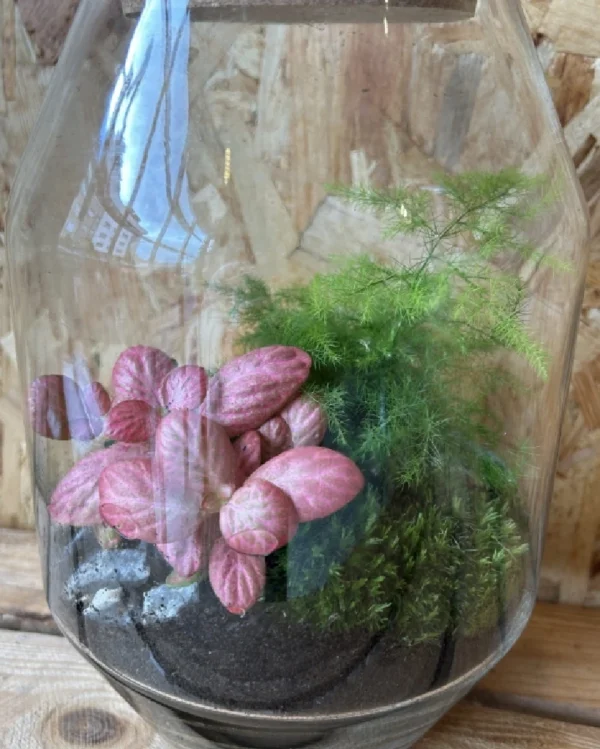 Terrarium cristal con plantas 1
