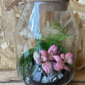 Terrarium cristal con plantas. - Imagen 4