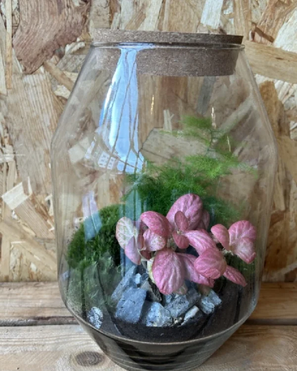 Terrarium cristal con plantas 2
