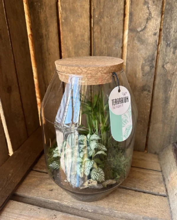 Terrarium cristal con plantas 3