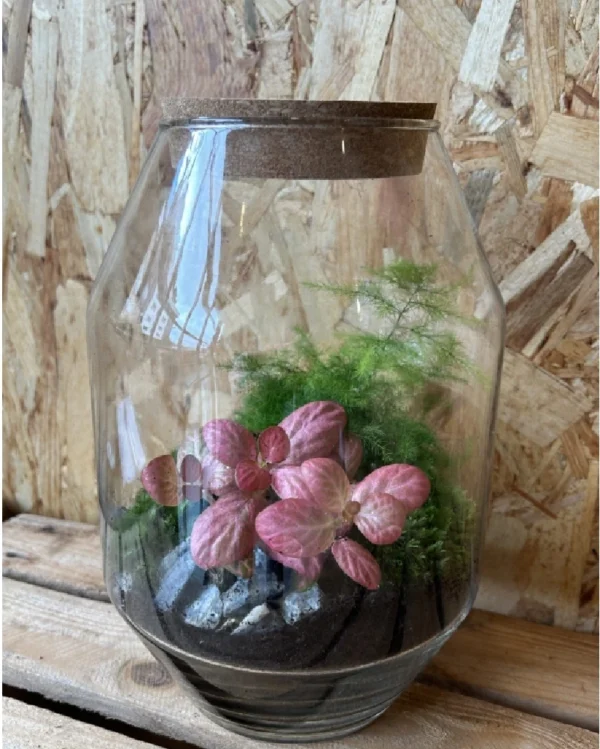 Terrarium cristal con plantas 4