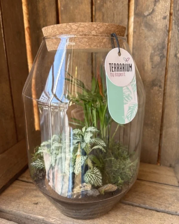 Terrarium cristal con plantas